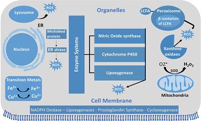 The Relationship Between Reactive Oxygen Species and Endothelial Cell Metabolism